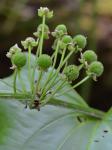 Echinodorus cordifolius (L.) Grisebach