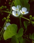 Echinodorus cordifolius (L.) Grisebach