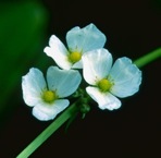 Echinodorus cordifolius (L.) Grisebach