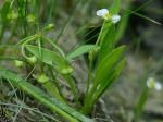Helanthium tenellum (Martius) Britton