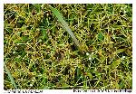 Helanthium tenellum (Martius) Britton