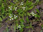 Helanthium tenellum (Martius) Britton