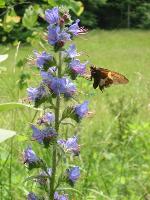 Echium vulgare L.