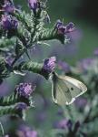 Echium vulgare L.