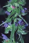 Echium vulgare L.