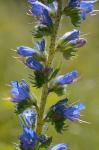 Echium vulgare L.