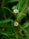 Eclipta prostrata (L.) L.
