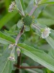 Eclipta prostrata (L.) L.