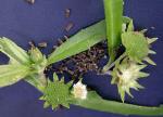 Eclipta prostrata (L.) L.