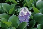Oshuna crassipes (Martius) A. Haines