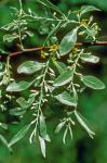 Elaeagnus angustifolia L.