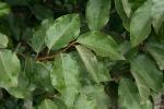 Elaeagnus pungens Thunb.