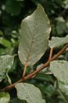 Elaeagnus pungens Thunb.