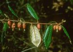 Elaeagnus pungens Thunb.