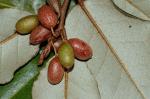 Elaeagnus pungens Thunb.