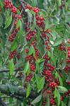 Elaeagnus umbellata Thunb.