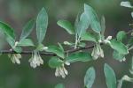 Elaeagnus umbellata Thunb.