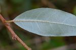 Elaeagnus umbellata Thunb.