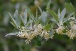 Elaeagnus umbellata Thunb.