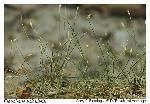 Eleocharis acicularis (L.) Roemer & Schultes