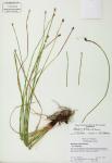 Eleocharis bifida S.G. Smith