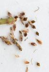 Eleocharis bifida S.G. Smith