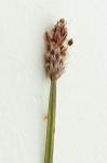 Eleocharis bifida S.G. Smith