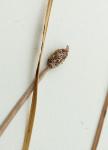Eleocharis bifida S.G. Smith