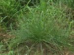 Eleocharis engelmannii Steudel
