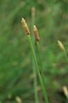 Eleocharis engelmannii Steudel