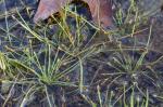 Eleocharis olivacea Torrey var. olivacea