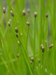 Eleocharis obtusa (Willd.) Schultes