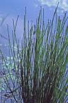 Eleocharis obtusa (Willd.) Schultes
