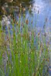 Eleocharis palustris (L.) Roemer & Schultes