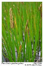 Eleocharis quadrangulata (Michaux) R. & S.
