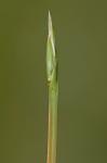 Eleocharis robbinsii Oakes