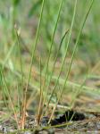 Eleocharis robbinsii Oakes