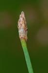 Eleocharis rostellata (Torrey) Torrey