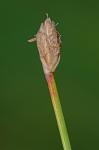 Eleocharis rostellata (Torrey) Torrey