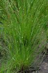 Eleocharis tuberculosa (Michx.) Schultes