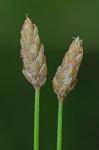Eleocharis tuberculosa (Michx.) Schultes
