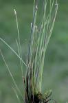 Eleocharis wolfii (Gray) Gray ex Britt. in H.N. Patterson