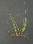Eleocharis wolfii (Gray) Gray ex Britt. in H.N. Patterson