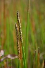 Eleocharis quadrangulata (Michaux) R. & S.