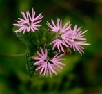 Elephantopus tomentosus L.