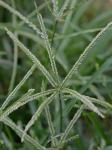 Eleusine indica (L.) Gaertn.