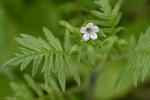 Ellisia nyctelea (L.) L.