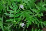 Ellisia nyctelea (L.) L.