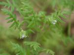 Ellisia nyctelea (L.) L.