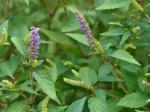 Elsholtzia ciliata (Thunb.) Hyl.